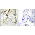 Immunohistochemistry analysis of paraffin-embedded human placenta tissue using LAMA2 antibody.