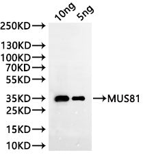 Western Blot
Positive WB detected in: recombinant protein
All lanes:MUS81 Antibody at 1:1000
Secondary
Goat polyclonal to rabbit IgG at 1/20000 dilution
Predicted band size: 36.5 kDa
Observed band size: 36.5 kDa
