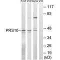 Western blot analysis of extracts from RAW264.7 cells, 293 cells and HepG2 cells, using PSMC6 antibody.
