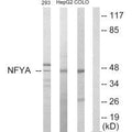 Western blot analysis of extracts from 293 cells, HepG2 cells and COLO205 cells, using NFYA antibody.