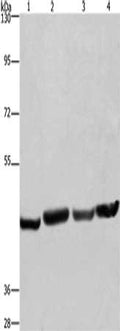 Gel: 6%SDS-PAGE, Lysate: 40 ug, Lane 1-4: A549 cells, Hela cells, PC3 cells, HepG2 cells, Primary antibody: CSB-PA289764(RBMY1A1 Antibody) at dilution 1/360, Secondary antibody: Goat anti rabbit IgG at 1/8000 dilution, Exposure time: 30 seconds