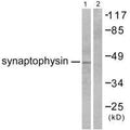 Western blot analysis of extracts from LOVO cells, using Synaptophysin antibody.