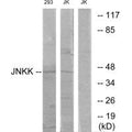 Western blot analysis of extracts from Jurkat cells and 293 cells, using JNKK antibody.
