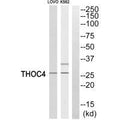 Western blot analysis of extracts from LOVO cells and K562 cells, using THOC4 antibody.