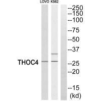 Western blot analysis of extracts from LOVO cells and K562 cells, using THOC4 antibody.