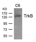 Western blot analysis of extract from C6 cell and using TrkB(Ab-705) Antibody.