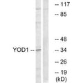 Western blot analysis of extracts from COLO cells, using YOD1 antibody.