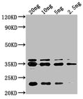 Western Blot
Positive WB detected in Recombinant protein
All lanes: chiA antibody at 1:2000
Secondary
Goat polyclonal to rabbit IgG at 1/50000 dilution
Predicted band size: 32 kDa
Observed band size: 35 kDa