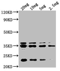 Western Blot
Positive WB detected in Recombinant protein
All lanes: chiA antibody at 1:2000
Secondary
Goat polyclonal to rabbit IgG at 1/50000 dilution
Predicted band size: 32 kDa
Observed band size: 35 kDa