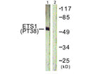 Western blot analysis of extracts from HepG2 cells using ETS1 (Phospho-Thr38) Antibody.The lane on the right is treated with the antigen-specific peptide.
