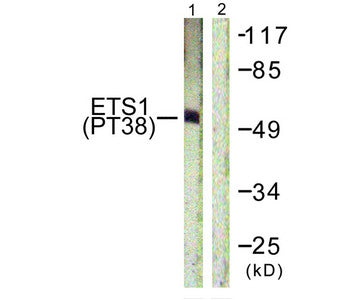 Western blot analysis of extracts from HepG2 cells using ETS1 (Phospho-Thr38) Antibody.The lane on the right is treated with the antigen-specific peptide.