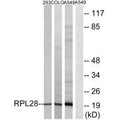 Western blot analysis of extracts from 293 cells, COLO cells and A549 cells, using RPL28 antibody.