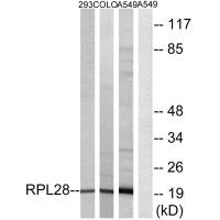 Western blot analysis of extracts from 293 cells, COLO cells and A549 cells, using RPL28 antibody.