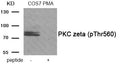 Western blot analysis of extracts from COS7 cells treated with PMA using Phospho-PKC zeta (Thr560) antibody.The lane on the right is treated with the antigen-specific peptide.