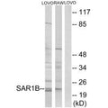 Western blot analysis of extracts from LOVO cells and RAW264.7 cells, using SAR1B antibody.