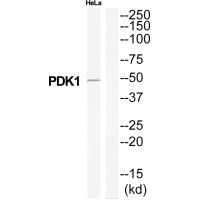 Western blot analysis of extracts from Hela cells, using PDK1 antibody.