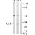 Western blot analysis of extracts from Jurkat cells and 3T3 cells, using CCS antibody.
