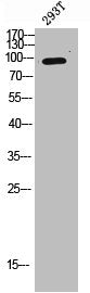 Western blot analysis of 293T using Axl antibody. Antibody was diluted at 1:500. Secondary antibody  was diluted at 1:20000