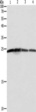 Gel: 12%SDS-PAGE, Lysate: 40 ug, Lane 1-4: Hela cells, A431 cells, 293T cells, Jurkat cells, Primary antibody: CSB-PA299203(BAK1 Antibody) at dilution 1/550, Secondary antibody: Goat anti rabbit IgG at 1/8000 dilution, Exposure time: 5 seconds