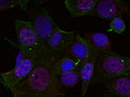 Immunofluorescence staining of methanol-fixed Hela cells using Rel(Phospho-Ser503) Antibody.