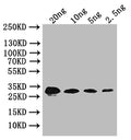 Western Blot
Positive WB detected in: recombinant protein
All lanes: bslA Antibody at 1:1000
Secondary
Goat polyclonal to rabbit IgG at 1/50000 dilution
Predicted band size: 32 kDa
Observed band size: 32 kDa