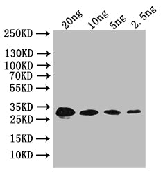 Western Blot
Positive WB detected in: recombinant protein
All lanes: bslA Antibody at 1:1000
Secondary
Goat polyclonal to rabbit IgG at 1/50000 dilution
Predicted band size: 32 kDa
Observed band size: 32 kDa
