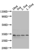 Western Blot
Positive WB detected in: recombinant protein
All lanes: mlaA Antibody at 1:1000
Secondary
Goat polyclonal to rabbit IgG at 1/50000 dilution
Predicted band size: 31 kDa
Observed band size: 31 kDa