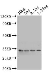 Western Blot
Positive WB detected in: recombinant protein
All lanes: mlaA Antibody at 1:1000
Secondary
Goat polyclonal to rabbit IgG at 1/50000 dilution
Predicted band size: 31 kDa
Observed band size: 31 kDa