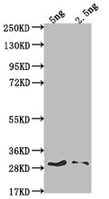 Western Blot
Positive WB detected in Recombinant protein
All lanes: SPY antibody at 1:2000
Secondary
Goat polyclonal to rabbit IgG at 1/50000 dilution
Predicted band size: 26.8 kDa
Observed band size: 33 kDa