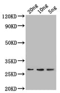 Western Blot
Positive WB detected in: recombinant protein
All lanes: lpp Antibody at 1:1000
Secondary
Goat polyclonal to rabbit IgG at 1/50000 dilution
Predicted band size: 24 kDa
Observed band size: 27 kDa