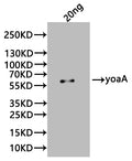 Western Blot
Positive WB detected in: recombinant protein
All lanes:yoaA Antibody at 1:1000
Secondary
Goat polyclonal to rabbit IgG at 1/20000 dilution
Predicted band size: 56 kDa
Observed band size: 56 kDa