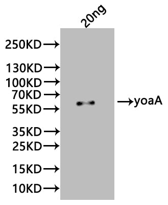 Western Blot
Positive WB detected in: recombinant protein
All lanes:yoaA Antibody at 1:1000
Secondary
Goat polyclonal to rabbit IgG at 1/20000 dilution
Predicted band size: 56 kDa
Observed band size: 56 kDa