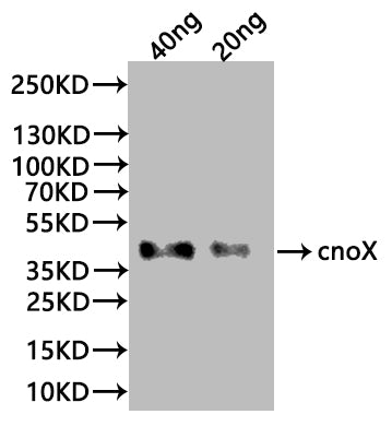 Western Blot
Positive WB detected in: recombinant protein
All lanes:cnoX Antibody at 1:1000
Secondary
Goat polyclonal to rabbit IgG at 1/20000 dilution
Predicted band size:38 kDa
Observed band size: 38 kDa
