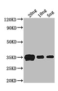 Western Blot
Positive WB detected in: recombinant protein
All lanes: crr Antibody at 1:1000
Secondary
Goat polyclonal to rabbit IgG at 1/50000 dilution
Predicted band size: 33 kDa
Observed band size: 33 kDa
