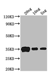 Western Blot
Positive WB detected in: recombinant protein
All lanes: crr Antibody at 1:1000
Secondary
Goat polyclonal to rabbit IgG at 1/50000 dilution
Predicted band size: 33 kDa
Observed band size: 33 kDa