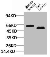 Western blot analysis of 1) Mouse Brain Tissue, 2)Rat Brain Tissue with EAAT2 Rabbit pAb diluted at 1:2,000.