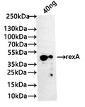 Western Blot
Positive WB detected in: recombinant protein
All lanes: rexA Antibody at 1:1000
Secondary
Goat polyclonal to rabbit IgG at 1/50000 dilution
Predicted band size: 39 kDa
Observed band size: 42 kDa