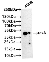Western Blot
Positive WB detected in: recombinant protein
All lanes: rexA Antibody at 1:1000
Secondary
Goat polyclonal to rabbit IgG at 1/50000 dilution
Predicted band size: 39 kDa
Observed band size: 42 kDa