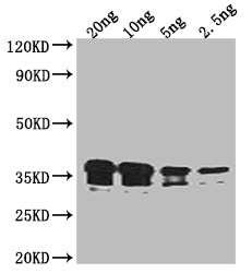 Western Blot
Positive WB detected in Recombinant protein
All lanes: RCSF antibody at 1:2000
Secondary
Goat polyclonal to rabbit IgG at 1/50000 dilution
Predicted band size: 39.3 kDa
Observed band size: 37 kDa