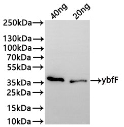 Western Blot
Positive WB detected in: recombinant protein
All lanes:ybfF Antibody at 1:1000
Secondary
Goat polyclonal to rabbit IgG at 1/20000 dilution
Predicted band size: 35.3 kDa
Observed band size: 36 kDa