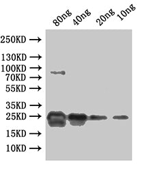 Western Blot
Positive WB detected in: recombinant protein
All lanes:ydiV Antibody at 1:1000
Secondary
Goat polyclonal to rabbit IgG at 1/50000 dilution
Predicted band size: 29 kDa
Observed band size: 29 kDa