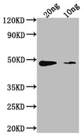 Western Blot
Positive WB detected in Recombinant protein
All lanes: aur antibody at 1:2000
Secondary
Goat polyclonal to rabbit IgG at 1/50000 dilution
Predicted band size: 39.3 kDa
Observed band size: 50 kDa