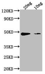 Western Blot
Positive WB detected in Recombinant protein
All lanes: aur antibody at 1:2000
Secondary
Goat polyclonal to rabbit IgG at 1/50000 dilution
Predicted band size: 39.3 kDa
Observed band size: 50 kDa