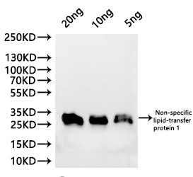 Western Blot
Positive WB detected in: recombinant protein
All lanes:Non-specific lipid-transfer protein 1B Antibody at 1:1000
Secondary
Goat polyclonal to rabbit IgG at 1/20000 dilution
Predicted band size: 25.2 kDa
Observed band size: 27 kDa