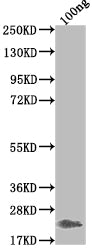 Western Blot
Positive WB detected in Recombinant protein
All lanes: Griffithsin antibody at 1:2000
Secondary
Goat polyclonal to rabbit IgG at 1/50000 dilution
Predicted band size: 20.2 kDa
Observed band size: 21 kDa