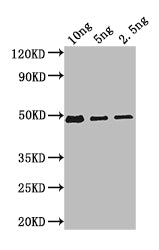 Western Blot
Positive WB detected in: recombinant protein
All lanes: Bifunctional beta-D-glucosidase/beta-D-fucosidase Antibody at 1:1000
Secondary
Goat polyclonal to rabbit IgG at 1/50000 dilution
Predicted band size: 47 kDa
Observed band size: 47 kDa