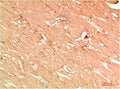 ATG13 Antibody – Figure 1 of 2