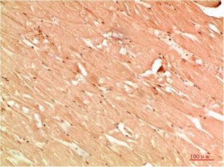 ATG13 Antibody – Figure 1 of 2