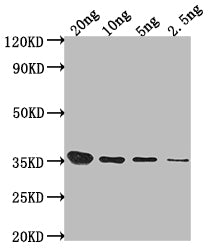 Western Blot
Positive WB detected in Recombinant protein
All lanes: Sbk1 antibody at 1:2000
Secondary
Goat polyclonal to rabbit IgG at 1/50000 dilution
Predicted band size: 34.4 kDa
Observed band size: 35 kDa