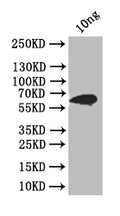 Western Blot
Positive WB detected in: recombinant protein
All lanes: ply Antibody at 1:1000
Secondary
Goat polyclonal to rabbit IgG at 1/50000 dilution
Predicted band size: 66 kDa
Observed band size: 66 kDa